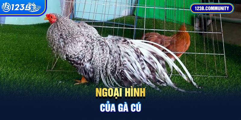 Ngoại hình của gà Cú